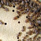 中蜂优质种王培育基地头像