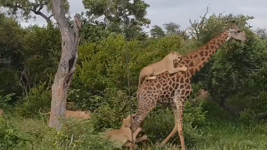 记录户外捕猎 狼群围攻长颈鹿母子 妈妈为了保护宝宝奋力反抗视频1