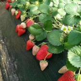 雨哥草莓种植基地头像