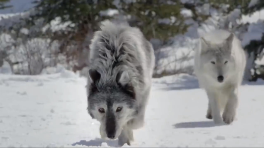 记录户外捕猎 在严冬中，鹰和凶猛的狼的食物大战视频1
