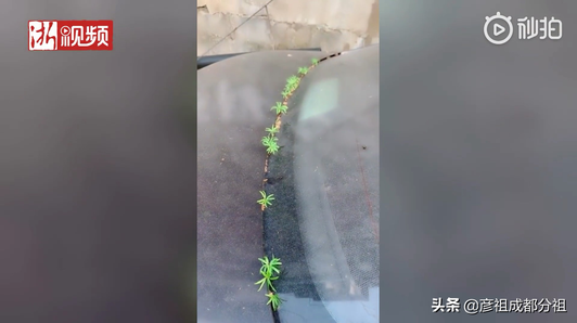 武汉市民发现汽车长草了，网友：春天来了，小车都发芽了。视频1