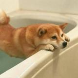 一只浴缸狗头像