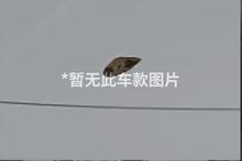 发动机舱盖上的全彩保时捷盾徽