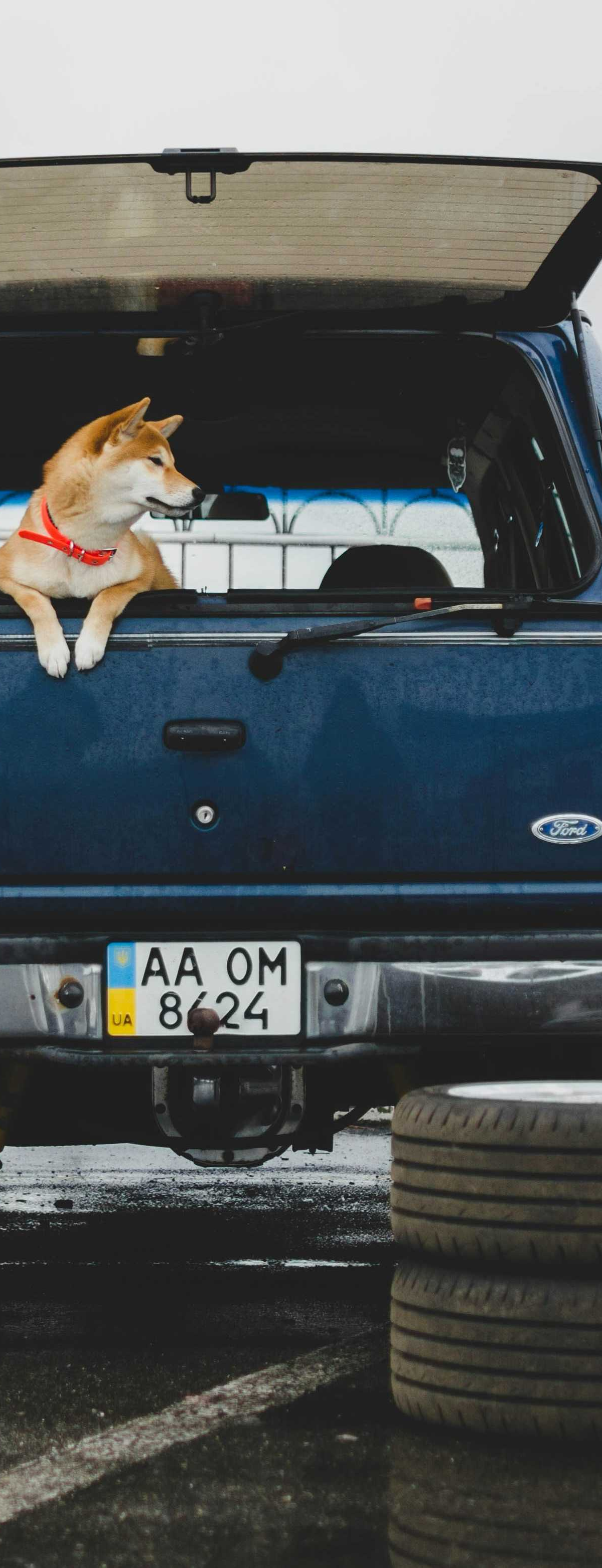 爱车与毛孩子话题封面图