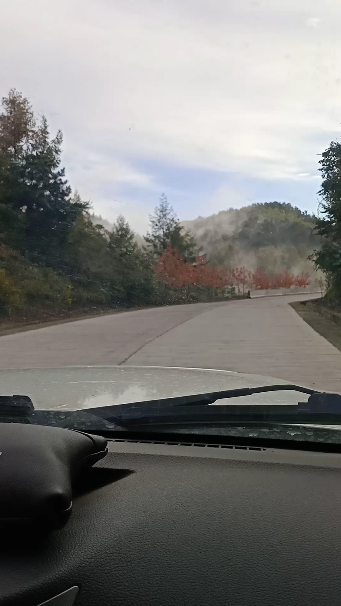山上的红叶风了视频1